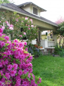 img_8084 Our beautiful yard.