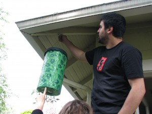 img_8088 A new tomato plant.